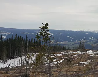 Bilde 6a, skygge fra trærne (til venstre) gjør at snøen kan bli liggende lengre utover våren i skog enn i åpent lende. Bilde fra Vestre Slidre i Valdres. 15. mai 2021.