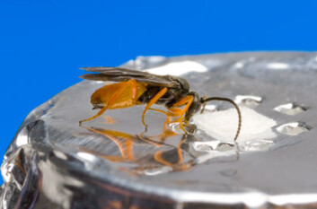 I løpet av noen minutter har vepsen lært seg å gjenkjenne skatol og androstenon. (Foto: Kjell J. Merok) I løpet av noen minutter har vepsen lært seg å gjenkjenne skatol og androstenon. (Foto: Kjell J. Merok)