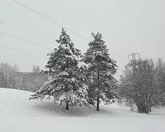 Bilde 2, vinter i Mærradalen i Oslo, der trærne bor.