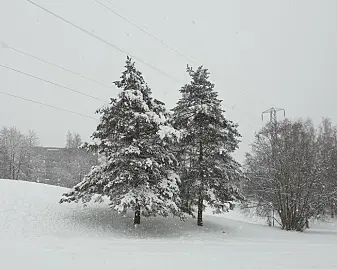 Bilde 2, vinter i Mærradalen i Oslo, der trærne bor. Bilde 2, vinter i Mærradalen i Oslo, der trærne bor.