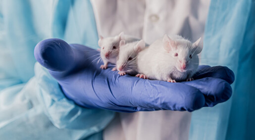 Mus fra dyrebutikk hadde bedre immunforsvar enn lab-mus