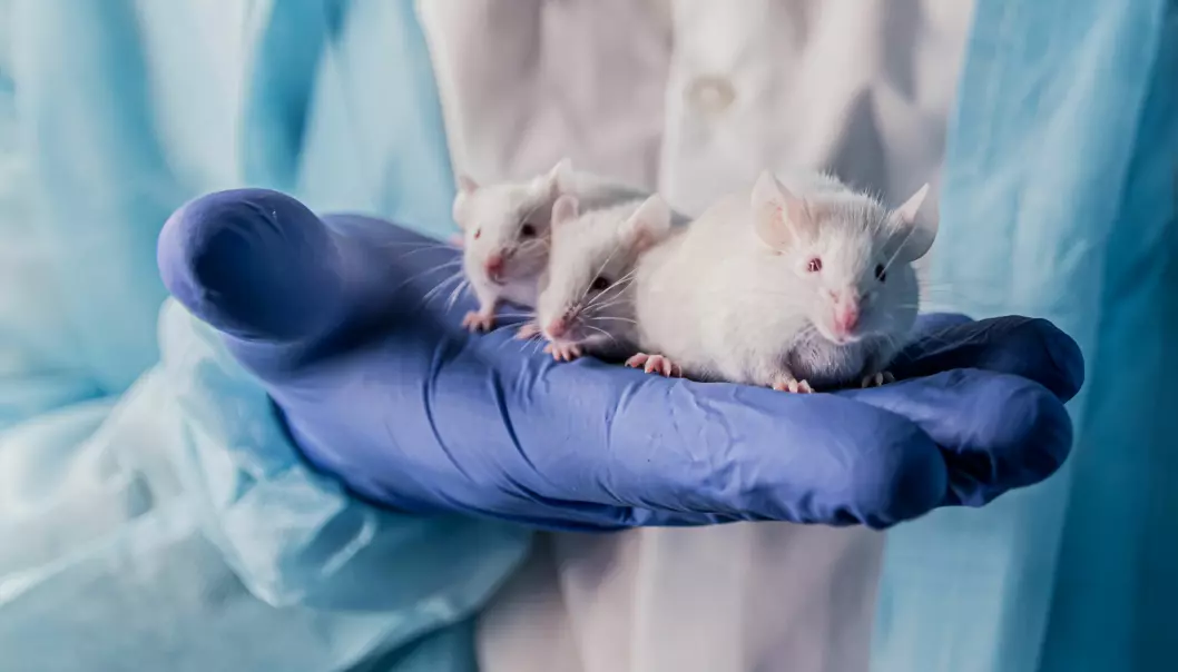 Forskere fant noen forskjeller på immunsystemet til mus fra laboratorier og de som hadde bodd sammen med dyr fra dyrebutikk.