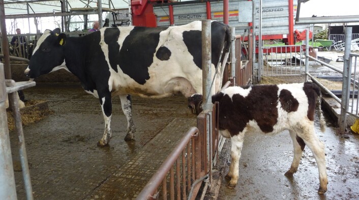 Bildet, som er fra Nederland, viser en spennende metode for kalvestell hvor kalven er atskilt, men likevel har mulighet til kontakt med mora og kan die. (Foto: Cynthia Verwer) Bildet, som er fra Nederland, viser en spennende metode for kalvestell hvor kalven er atskilt, men likevel har mulighet til kontakt med mora og kan die. (Foto: Cynthia Verwer)