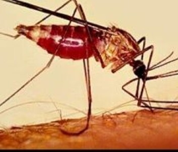 Malariamygg. Malariamygg.