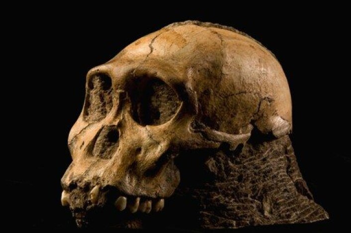 Den 1,9 millioner år gamle skallen av en ung hann. Australopithecus sediba er en av våre fjerne forfedre. (Foto: Brett Eloff/Lee Berger/University of the Witwatersrand) Den 1,9 millioner år gamle skallen av en ung hann. Australopithecus sediba er en av våre fjerne forfedre. (Foto: Brett Eloff/Lee Berger/University of the Witwatersrand)