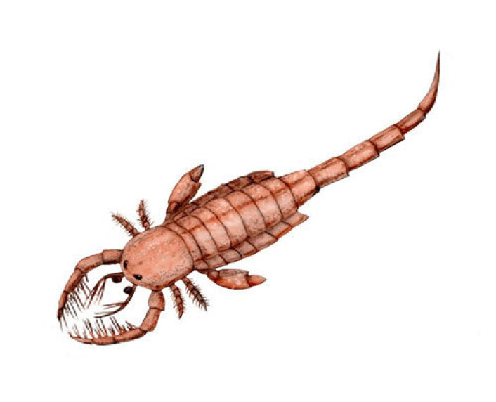En kunstners framstilling av en sjøskorpion (slekten Mixopterus). (Illustrasjon: Nobu Tamura/Wikipedia Commons) En kunstners framstilling av en sjøskorpion (slekten Mixopterus). (Illustrasjon: Nobu Tamura/Wikipedia Commons)