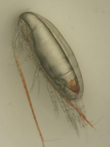 Ishavsåta (Calanus glacialis) er kanskje det viktigste dyret i Arktis. Legg merke til fettsekken som fyller nesten hele dyret. (Foto: Janne Søreide/UNIS) Ishavsåta (Calanus glacialis) er kanskje det viktigste dyret i Arktis. Legg merke til fettsekken som fyller nesten hele dyret. (Foto: Janne Søreide/UNIS)