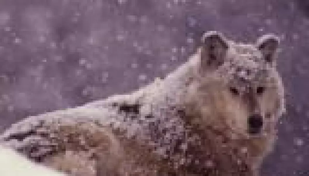 Ingen lisensjakt på ulv i vinter