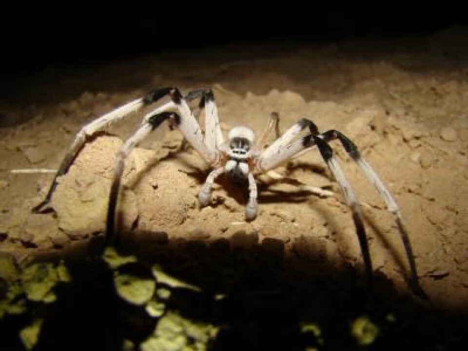 Edderkoppen Cerbalus aravensis. Kan oppnå et maksimalt benspenn på cirka 14 centimeter.  (Foto: Yael Olek, University of Haifa)