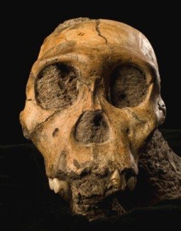 Ansikt fra fortida. Australopithecus er nærmennesker som utviklet seg i Afrika. De hadde store likheter med moderne mennesker, men betydelig mindre hjernevolum. (Foto: Brett Eloff/Lee Berger/University of the Witwatersrand) Ansikt fra fortida. Australopithecus er nærmennesker som utviklet seg i Afrika. De hadde store likheter med moderne mennesker, men betydelig mindre hjernevolum. (Foto: Brett Eloff/Lee Berger/University of the Witwatersrand)