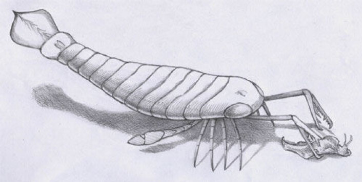 Sjøskorpion som fanger et bytte. (Illustrasjon: William L. Parsons) Sjøskorpion som fanger et bytte. (Illustrasjon: William L. Parsons)
