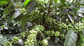 Hvordan kan kaffe­bønder i Guatemala tilpasse seg klima­endringene?