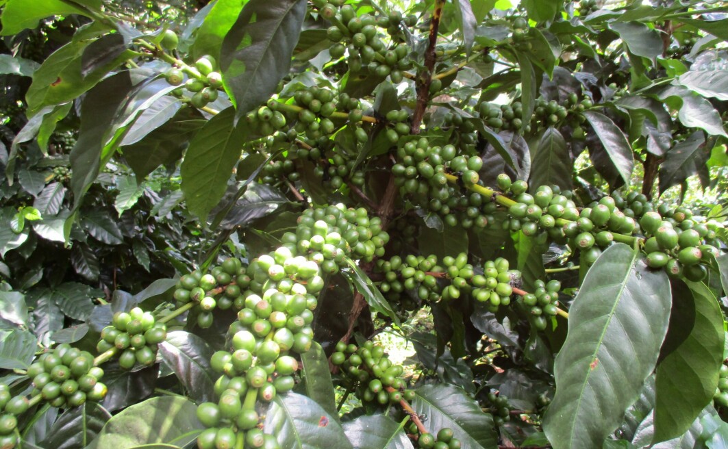 Produksjon av kaffe er ikke lenger lønnsomt for bøndene i Guatemala.