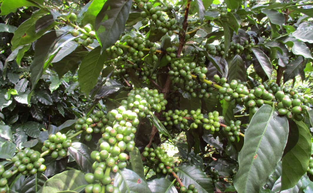 Produksjon av kaffe er ikke lenger lønnsomt for bøndene i Guatemala. Produksjon av kaffe er ikke lenger lønnsomt for bøndene i Guatemala.