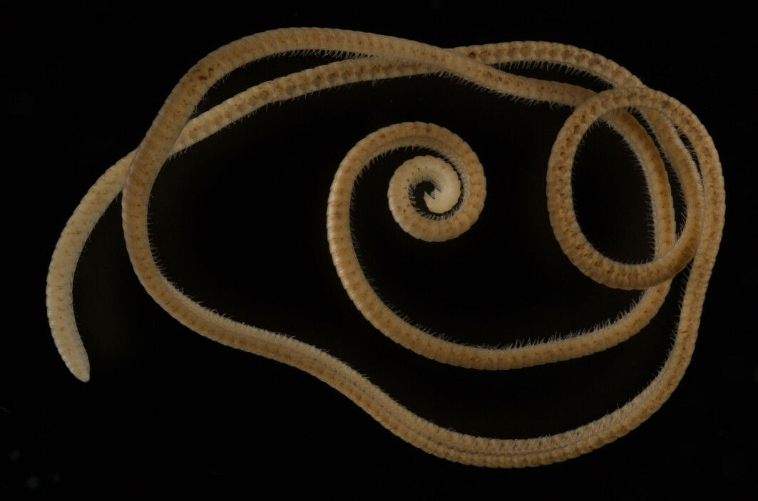 Tusenbeinet Eumillipes persephone har 1306 bein. Men ingen øyne. Tusenbeinet Eumillipes persephone har 1306 bein. Men ingen øyne.