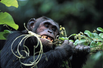 "Kristin J Mosher, USA: Sjimpanse som skreller en slyngplante"