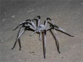 Den er en typisk nattarbeider, edderkoppen Cerbalus aravensis, og den er aller mest aktiv i årets varmeste måneder. (Foto: Roy Talbi, University of Haifa)
