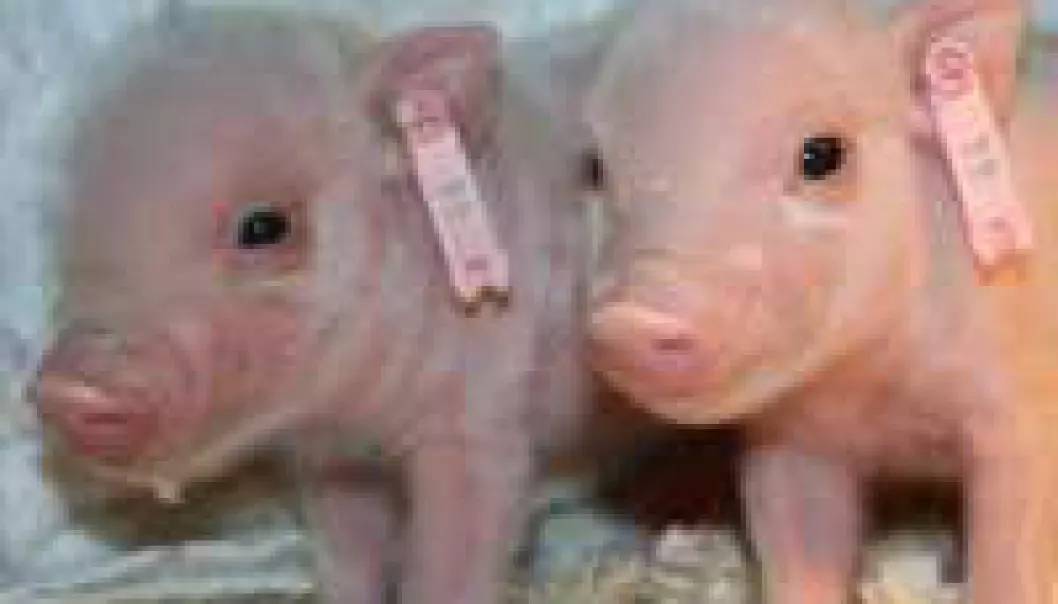 Klonede griser får unger