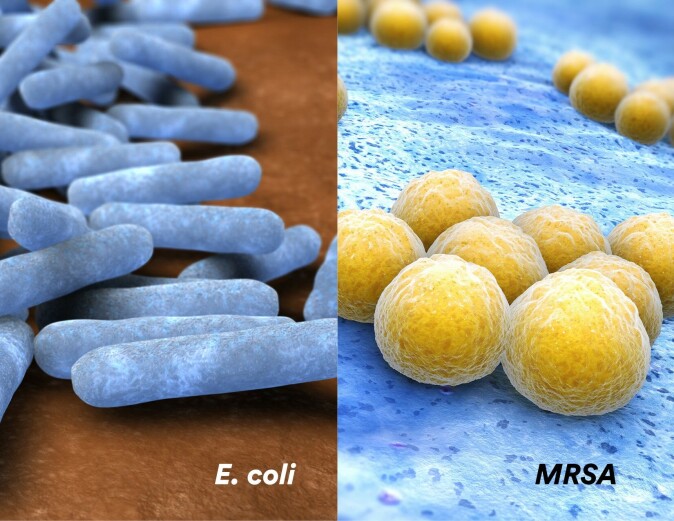 Gule stafylokokker skiller seg fra E. coli. Der E. coli er stavformet, er stafylokokkene runde. Gule stafylokokker skiller seg fra E. coli. Der E. coli er stavformet, er stafylokokkene runde.