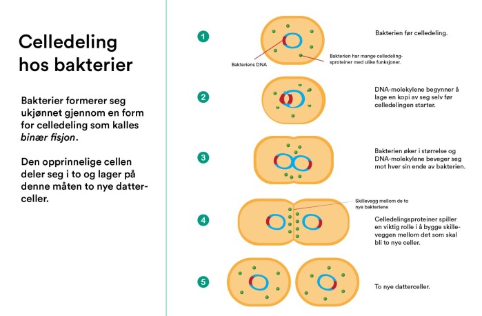 Celledeling hos bakterier. Celledeling hos bakterier.