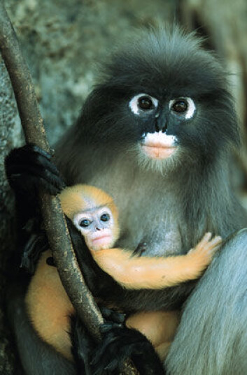 "Elio Della Ferrera, Italia: Brillelangur - mor og baby." "Elio Della Ferrera, Italia: Brillelangur - mor og baby."