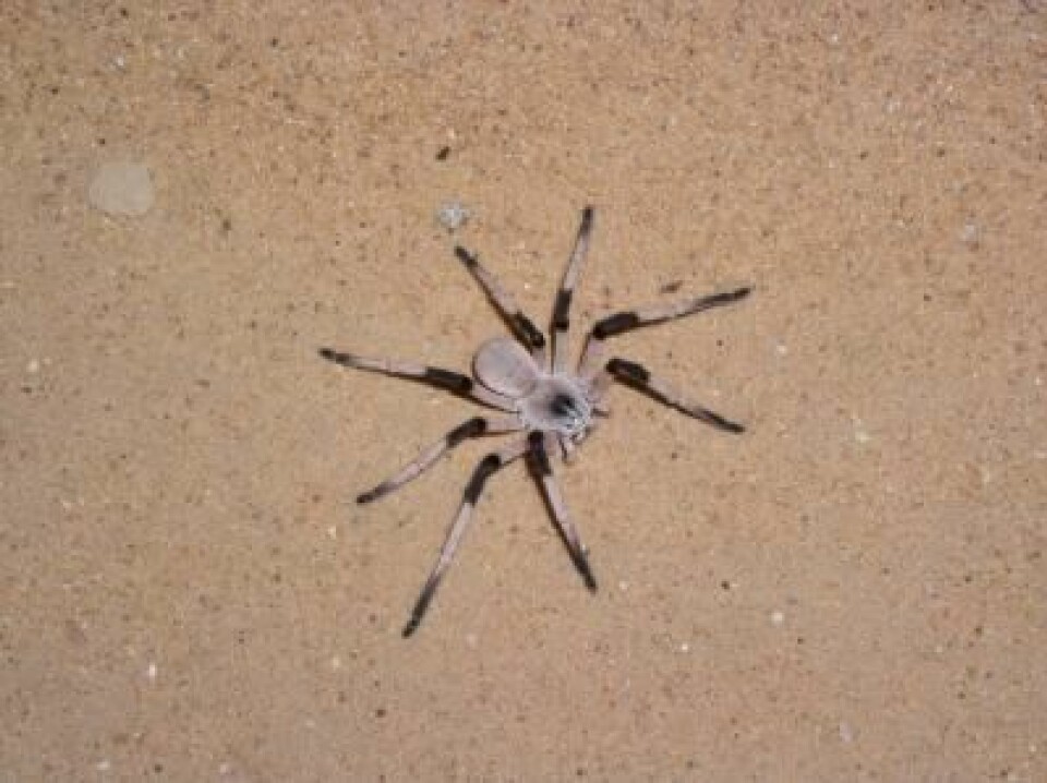 Cerbalus aravensis  ble oppdaget i sanddynen Sands of Samar, og forskerne mener edderkopper i dynen er truet, fordi den har blitt mindre. (Foto: Yael Olek, University of Haifa)