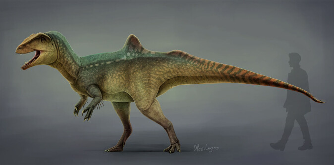 En tegning av<span class=" italic" data-lab-italic_desktop="italic"> Concavenator</span>, en dinosaur i <span class=" italic" data-lab-italic_desktop="italic">carcharodontosaurid</span>-familien. En tegning av<span class=" italic" data-lab-italic_desktop="italic"> Concavenator</span>, en dinosaur i <span class=" italic" data-lab-italic_desktop="italic">carcharodontosaurid</span>-familien.
