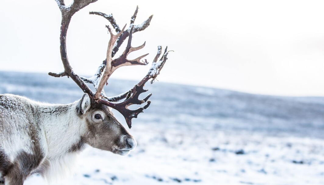 Hvorfor bruker nissen reinsdyr, og ikke hester? Noe av forklaringen kan være at reinsdyret tåler mye kulde. Hvorfor bruker nissen reinsdyr, og ikke hester? Noe av forklaringen kan være at reinsdyret tåler mye kulde.