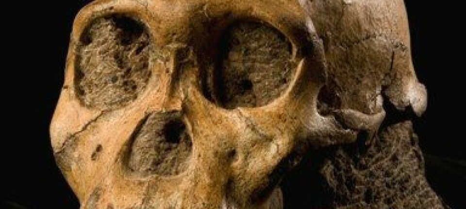 Den 1,9 millioner år gamle skallen av en ung hann. Australopithecus sediba er en av våre fjerne forfedre. (Foto: Brett Eloff/Lee Berger/University of the Witwatersrand)