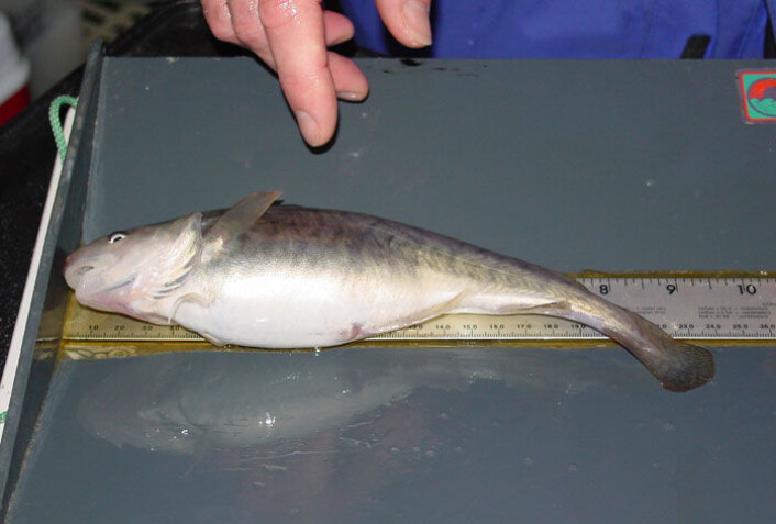 Denne torskefisken fra New Yorks Hudson River kan takket være en genendring tåle høye konsentrasjoner av miljøgiften PCB. (Foto: Science/AAAS) Denne torskefisken fra New Yorks Hudson River kan takket være en genendring tåle høye konsentrasjoner av miljøgiften PCB. (Foto: Science/AAAS)