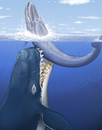 Illustrasjon av den utdødde spermhvalen Leviathan melvillei, som levde for 12-13 millioner år siden. Her angriper den en mellomstor bardehval havet, utenfor kysten av det som i dag utgjør Peru. (Foto: C. Letenneur, MNHN) Illustrasjon av den utdødde spermhvalen Leviathan melvillei, som levde for 12-13 millioner år siden. Her angriper den en mellomstor bardehval havet, utenfor kysten av det som i dag utgjør Peru. (Foto: C. Letenneur, MNHN)