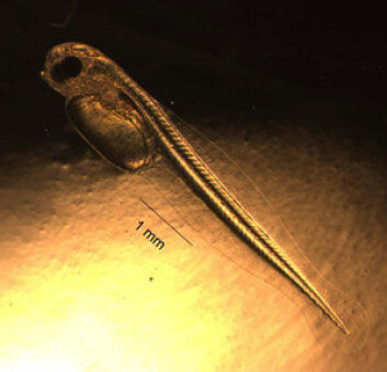 Nyklekket larve av M. tomcod. Det er i tidlige livsfaser miljøgiftene er farligst for fisken. (Foto: Science/AAAS) Nyklekket larve av M. tomcod. Det er i tidlige livsfaser miljøgiftene er farligst for fisken. (Foto: Science/AAAS)