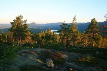 Trillemarka naturreservat er det største sammenhengende naturskogsområdet i Sør-Norge. (Foto: Jørund Rolstad, Skog og landskap)