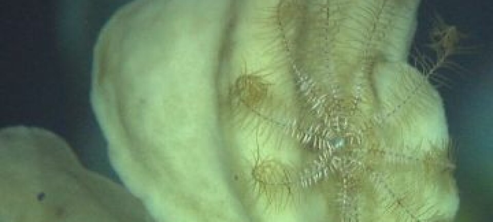 Fjærstjerne på griseøre-svamp. (Foto: MAREANO/Havforskningsinstituttet)