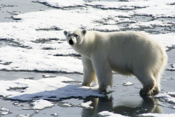 Isbjørnen på Svalbard er ganske skjermet for menneskelig inngripen. Det betyr at den er spart for bakterier som er motstandsdyktige mot antibiotika. Foto: Amanda Graham/flickr.com Isbjørnen på Svalbard er ganske skjermet for menneskelig inngripen. Det betyr at den er spart for bakterier som er motstandsdyktige mot antibiotika. Foto: Amanda Graham/flickr.com