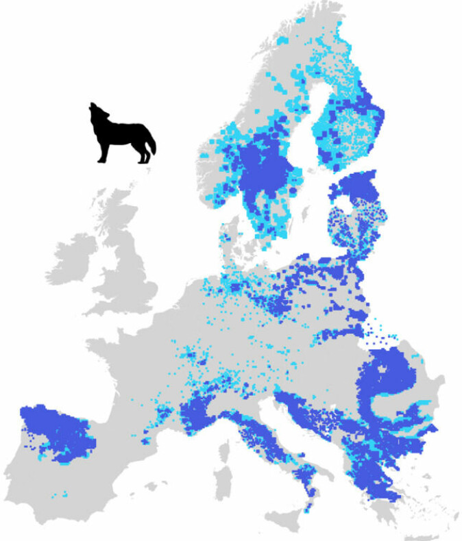 Fast tilstedeværelse av ulv er markert med mørk blå, mens områder der ulven er mer uregelmessig, er markert med lys blå