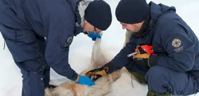 Det drives jakt på ulv i flere land i Europa, og mange steder er ulven er kontroversiell. Her fra jakten i Hedmark.