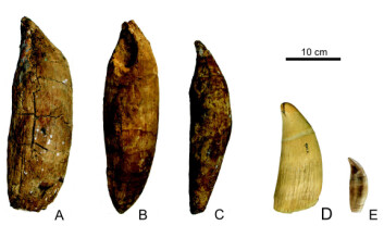 Tre tenner fra underkjeven (a,b,c) som har tilhørt Leviathan melvillei, her sammenlignet med tenner til en moderne spermhval, Physeter macrocephalus (d). Vi ser også en tann som tilhører en moderne spekkhugger, Orcinus orca (e). (Foto: G. Bianucci, Universitá di Pisa), O. Lambert, MNHN og P. Loubry, MNHN) Tre tenner fra underkjeven (a,b,c) som har tilhørt Leviathan melvillei, her sammenlignet med tenner til en moderne spermhval, Physeter macrocephalus (d). Vi ser også en tann som tilhører en moderne spekkhugger, Orcinus orca (e). (Foto: G. Bianucci, Universitá di Pisa), O. Lambert, MNHN og P. Loubry, MNHN)