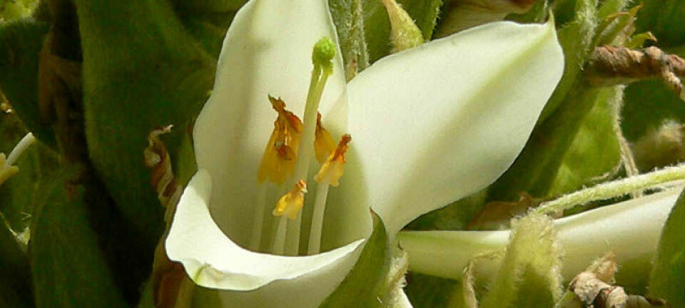 Queen of the Andes er en klassisk 'late bloomer'. Den blomstrer etter 80-100 år - også dør den. (Foto: Wikimedia Commons, se lisens)