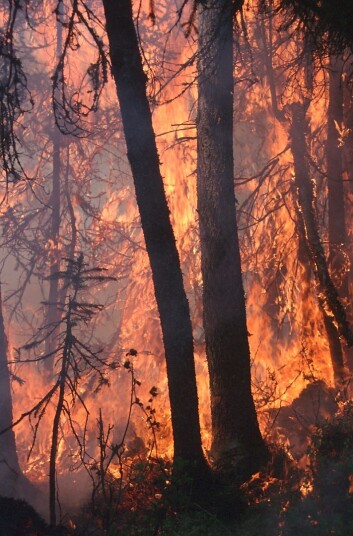 Fra 1350 til 1600 var det få, men store, naturlige skogbranner, deretter ble det mange små branner, for så å forsvinne helt etter 1750-tallet. (Foto: Ken Olaf Storaunet, Skog og landskap) Fra 1350 til 1600 var det få, men store, naturlige skogbranner, deretter ble det mange små branner, for så å forsvinne helt etter 1750-tallet. (Foto: Ken Olaf Storaunet, Skog og landskap)
