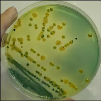 Blandingskultur av Vibrio-arter fra en blåskjellprøve