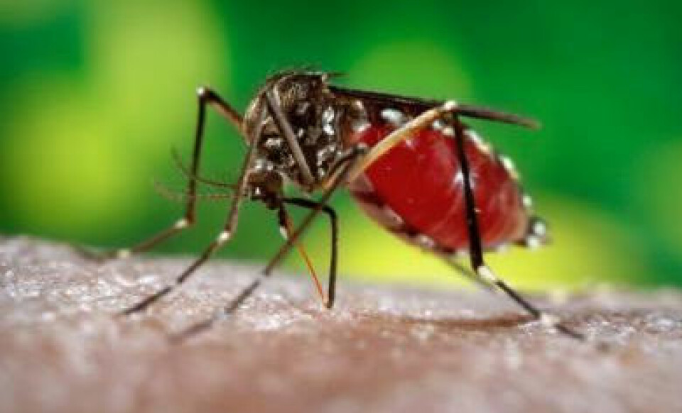 Nærbilde av Aedes aegypti som suger blod fra armen til en mann. Det er kun hunnen som stikker. (Foto: James Gathany, Centers for Disease Control and Prevention, Atlanta, GA)