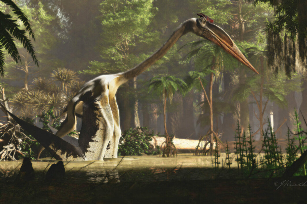 Kraftige brystbein tyder på gode flyveegenskaper hos flyveøgla Quetzalcoatlus, mener forskere. Kraftige brystbein tyder på gode flyveegenskaper hos flyveøgla Quetzalcoatlus, mener forskere.