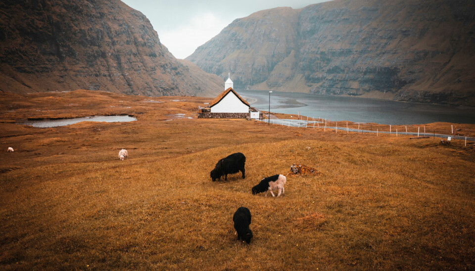 Saksun på Færøyene. Mye tyder på at det fantes sauer på øyene over 300 år før vikingene bosatte seg her. Men hvem tok disse husdyra med seg?