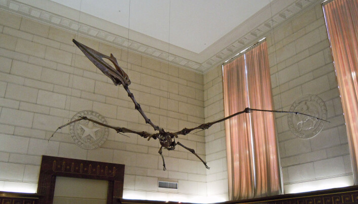 Dette er en rekonstruksjon av skjelettet til <span class=" italic" data-lab-italic_desktop="italic">Quetzalcoatlus northropi </span>- slik forskere mener den så ut<span class=" italic" data-lab-italic_desktop="italic">.</span> Dette er en rekonstruksjon av skjelettet til <span class=" italic" data-lab-italic_desktop="italic">Quetzalcoatlus northropi </span>- slik forskere mener den så ut<span class=" italic" data-lab-italic_desktop="italic">.</span>