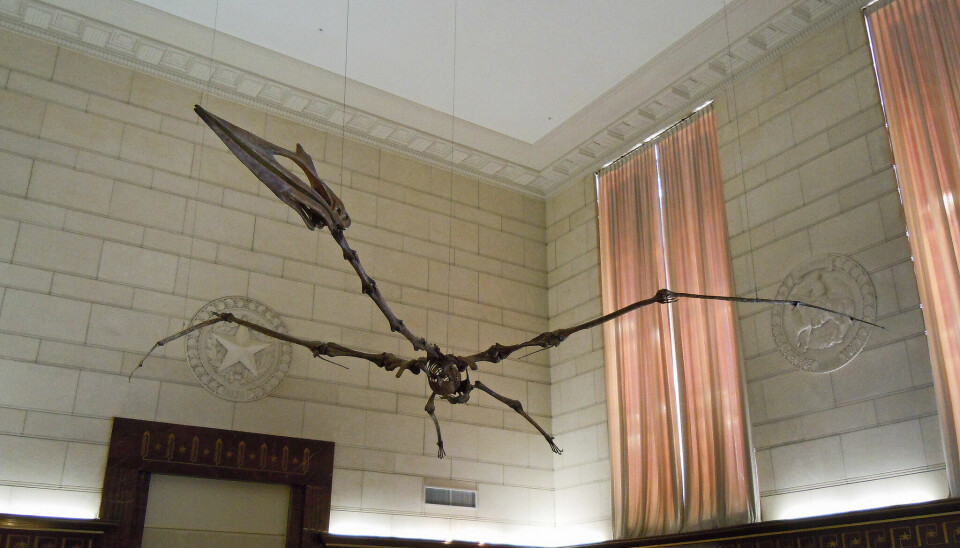 Dette er en rekonstruksjon av skjelettet til Quetzalcoatlus northropi - slik forskere mener den så ut.