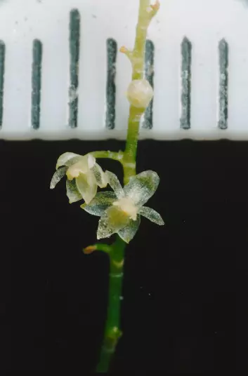 Den lille orkidéen og en linjal som målestokk. Strekene viser millimeter. (Foto: Lou Jost)