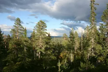 Mye av forskningen på skoghistorie har foregått i Trillemarka naturreservat i Buskerud fylke. (Foto: Jørund Rolstad, Skog og landskap)