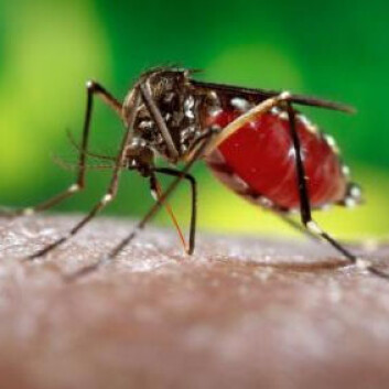 Nærbilde av Aedes aegypti som suger blod fra armen til em mann. Det er kun hunnen som stikker. (Foto: James Gathany, Centers for Disease Control and Prevention) Nærbilde av Aedes aegypti som suger blod fra armen til em mann. Det er kun hunnen som stikker. (Foto: James Gathany, Centers for Disease Control and Prevention)