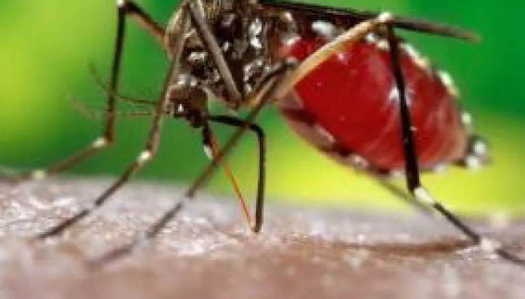 Halvt myggliv - mindre sykdom